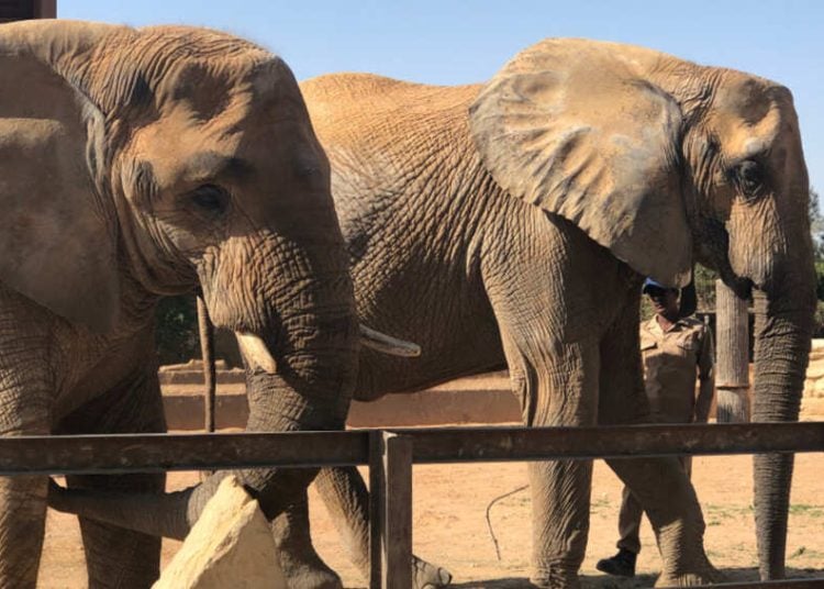 riyadh zoo 