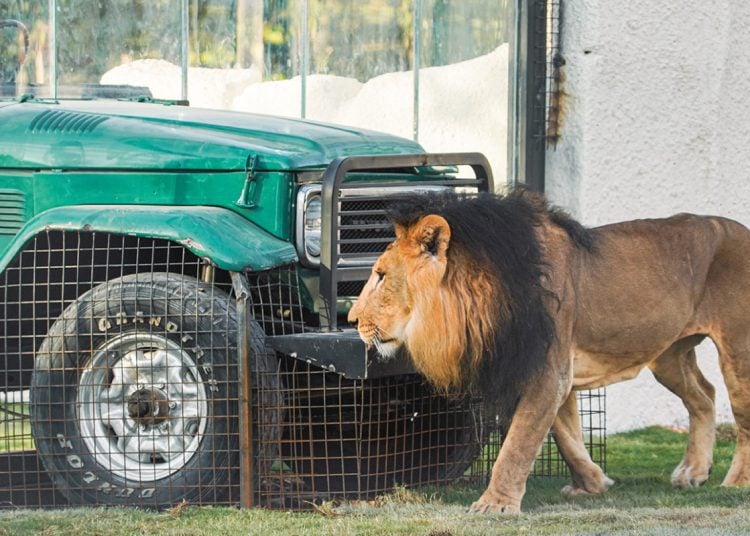 riyadh zoo 