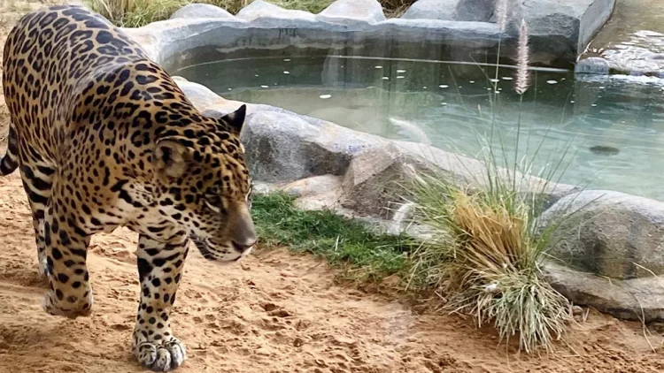 riyadh zoo