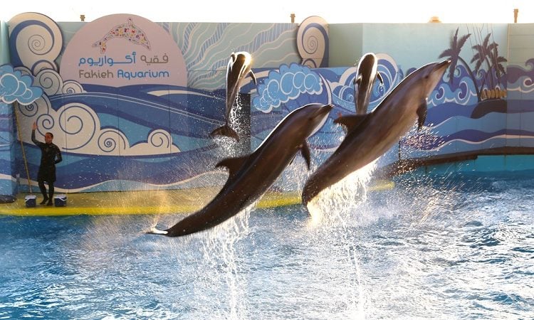 Fakieh Aquarium