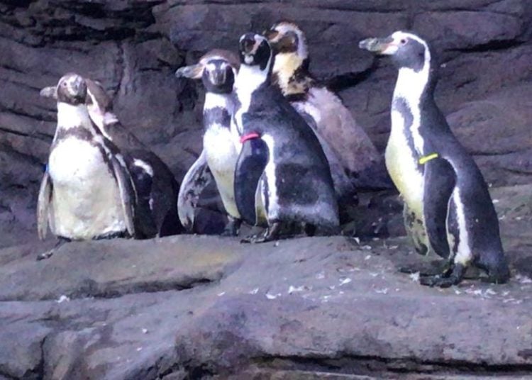Fakieh Aquarium 