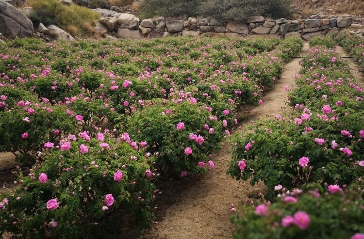 Taif Rose Plantation