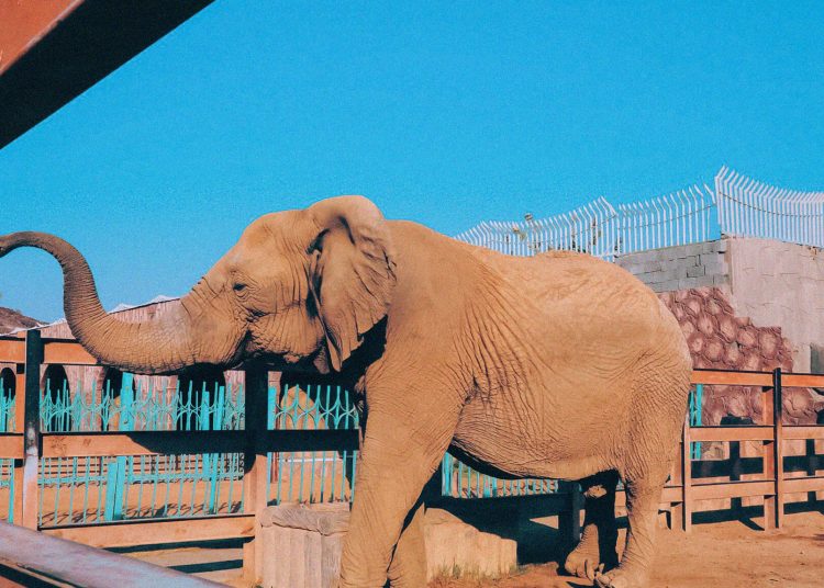 Taif Zoo
