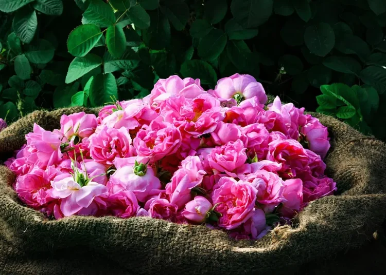 City of Roses 