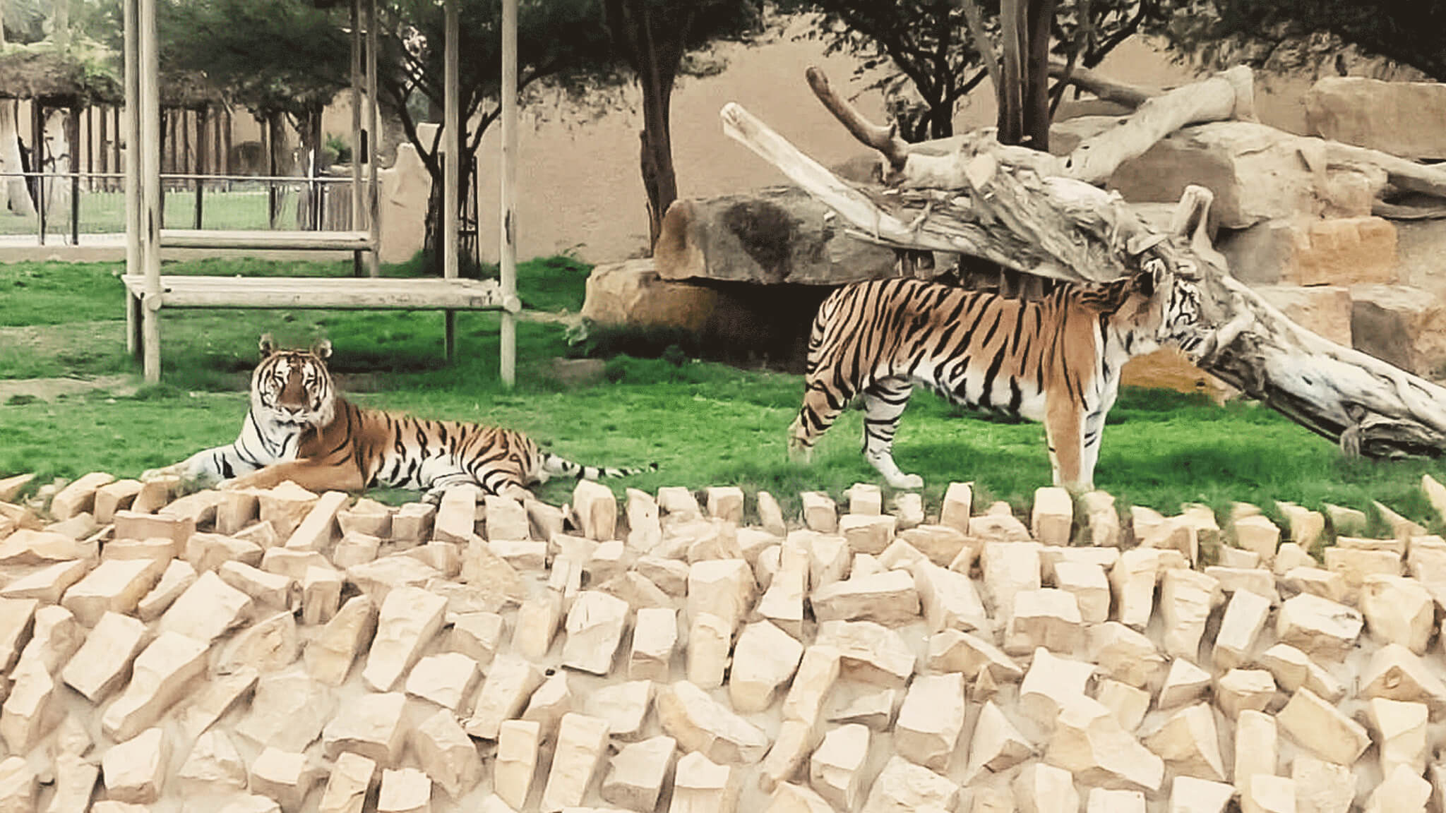 Riyadh Zoo