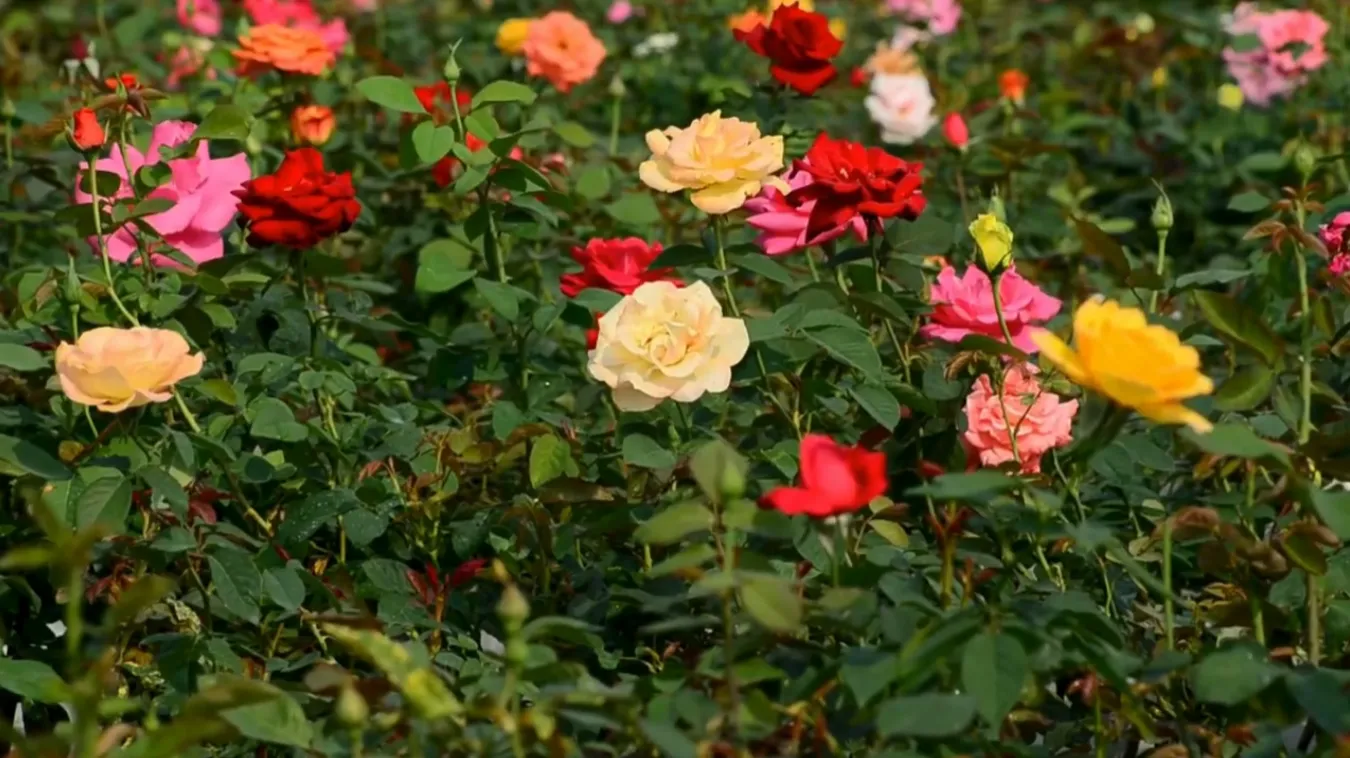 Rose Garden Abha