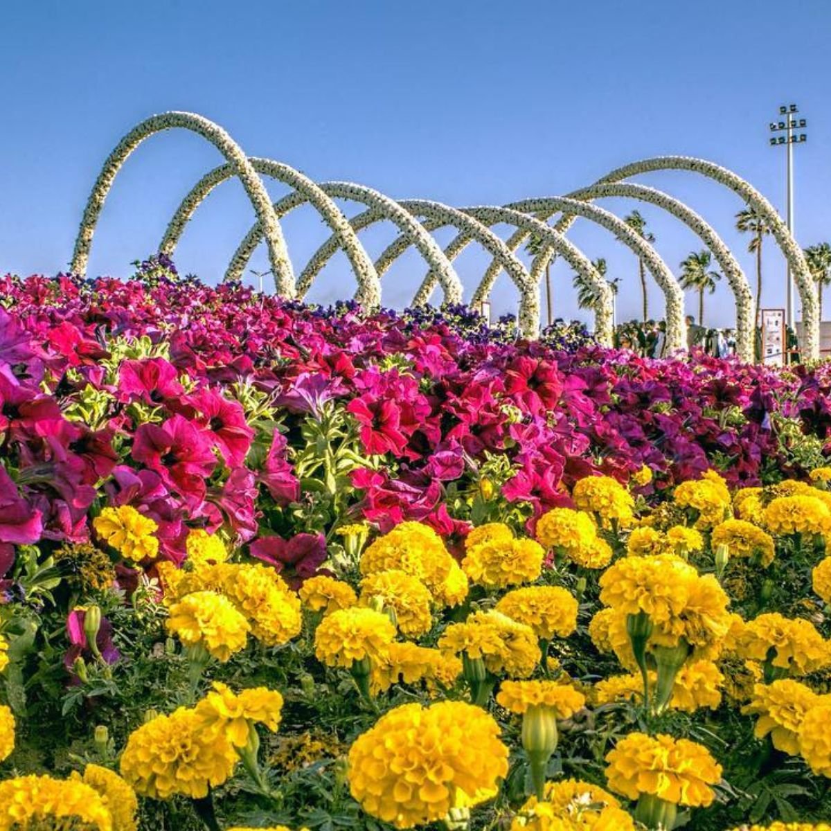 Yanbu Flower Festival 