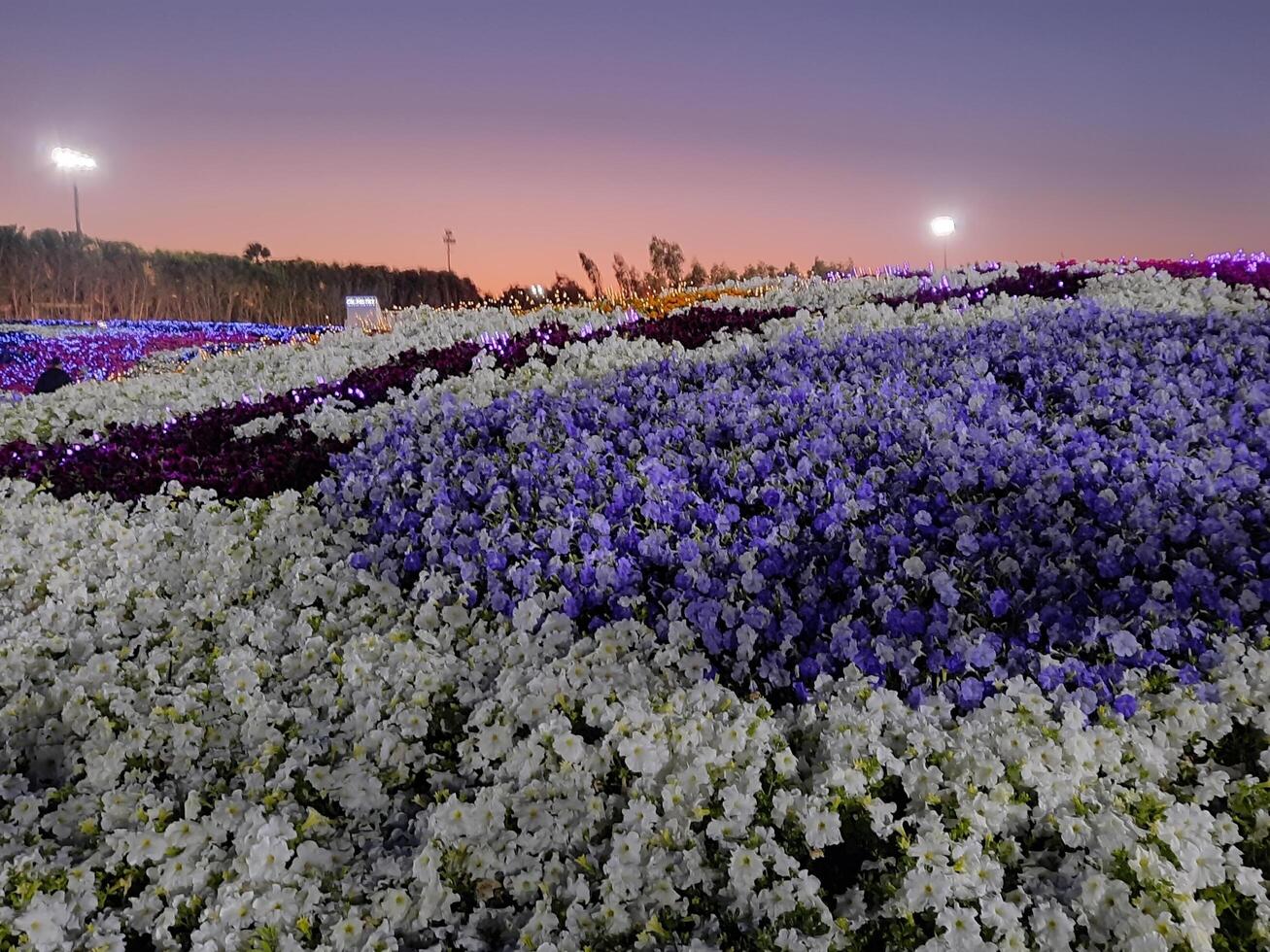 Yanbu Flower Festival 