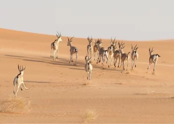 أهم 10 محميات في السعودية