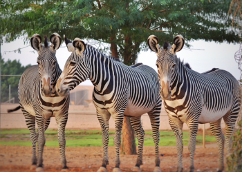دليل منتزه نوفا للحياة البرية ورحلات الاستكشاف الغامرة