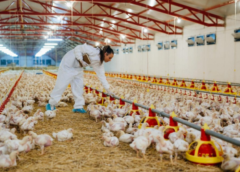 شركات الدواجن في السعودية