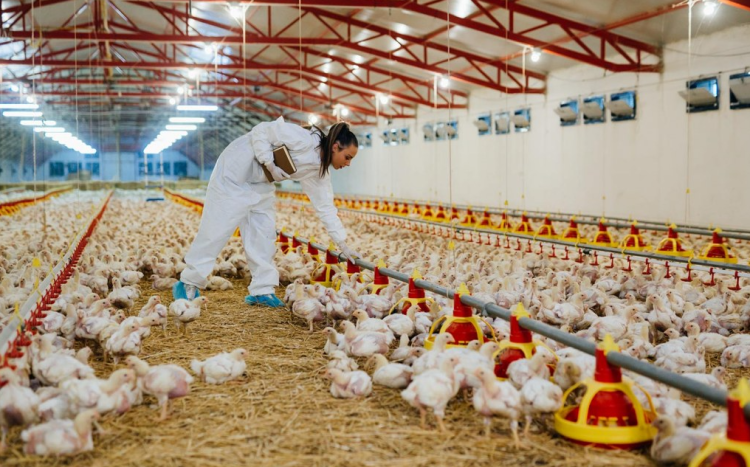 8 من افضل شركات الدواجن في السعودية وأرقام هواتفها 1 شركات الدواجن في السعودية